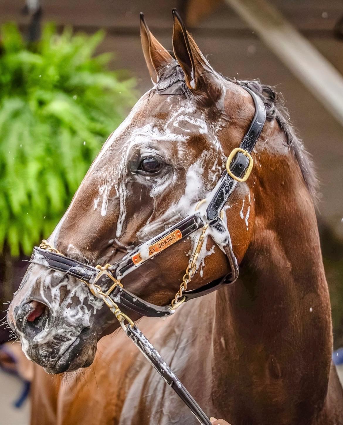 Upcoming Stakes Races: What to Watch For